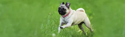 25 самых необычных пород собак » BigPicture.ru