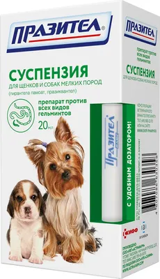 Оставят без денег. Топ-4 пород собак, которых очень дорого содержать -  UssurMedia.ru