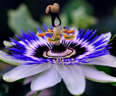 10 самых необычных цветков мира | Необычные цветы, Садовые растения, Редкие  цветы