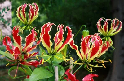 Cliantha | Unusual flowers, Fuchsia flowers, Amazing flowers