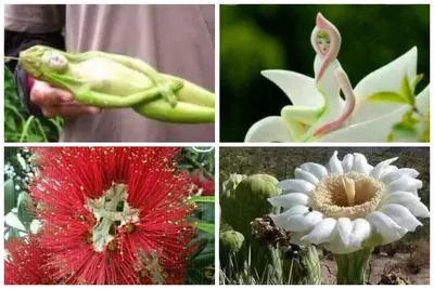 Самый редкий и красивый цветок в мире - фото и картинки: 70 штук
