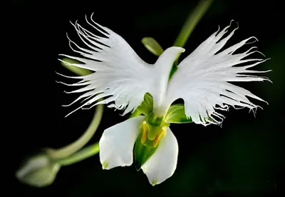 10 самых странных и необычных растений со всего мира - Лайфхакер