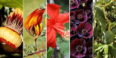 Самые необычные цветы в мире - ЯПлакалъ