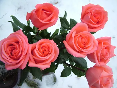 Картинки розы на снегу обои