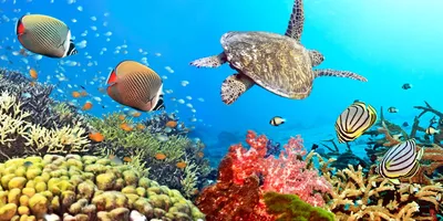 Обои на рабочий стол Экзотические рыбы, плавающие следи кораллов, и морская  черепаха, обои для рабочего стола, скачать обои, обои бесплатно