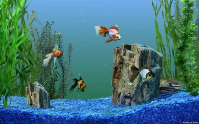 Обои аквариум, рыбки на рабочий стол