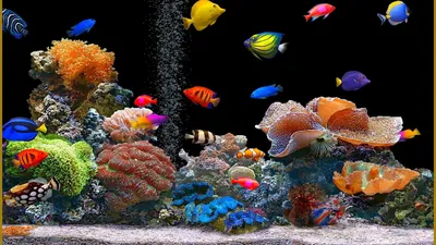 Обои рыбы, аквариум, камни, чёрный фон картинки на рабочий стол, фото  скачать бесплатно