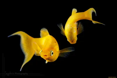 Обои золотая рыбка, рыба, арт, вода картинки на рабочий стол, фото скачать  бесплатно