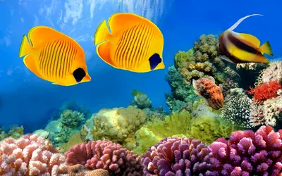 Рыбки и кораллы скачать фото обои для рабочего стола