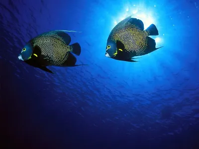 Обои рыбы, подводный мир, водоросли, синий картинки на рабочий стол, фото  скачать бесплатно