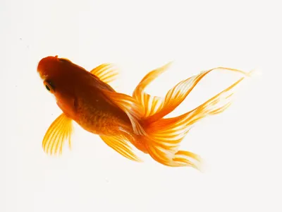 Обои \"Золотая Рыбка\" на рабочий стол, скачать бесплатно лучшие картинки  Золотая Рыбка на заставку ПК (компьютера) | mob.org