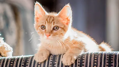 Породы кошек: Рыжая кошка | 1smerch1.ru | Дзен