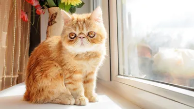 Чубайс не в обиде за то, что его фамилией называют рыжих котов -  14.04.2019, Sputnik Беларусь