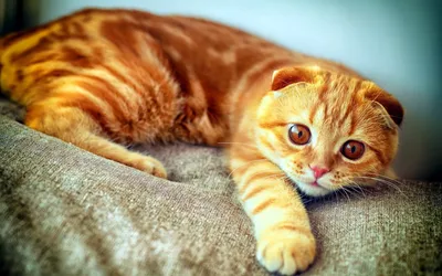 Рыжие котята в добрые руки | Пикабу
