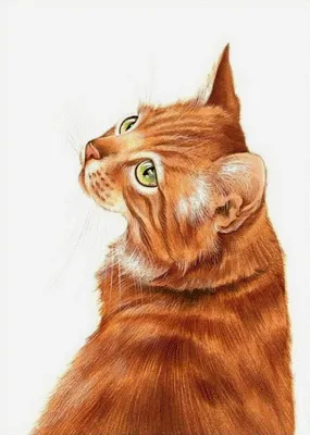 Рыжих котят пушистых маленьких - картинки и фото koshka.top