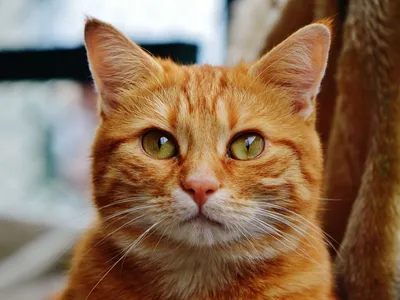 File:Рыжий котенок Жуля.jpg - Wikimedia Commons