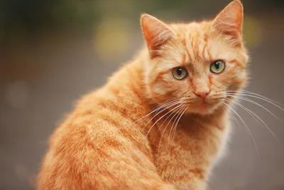 Рыжие коты: породы с фото, характер