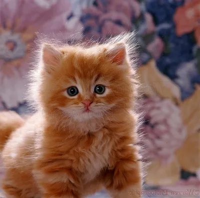 Фотосессия рыжих котят мейн-кунов от фотографа-анималиста Минск