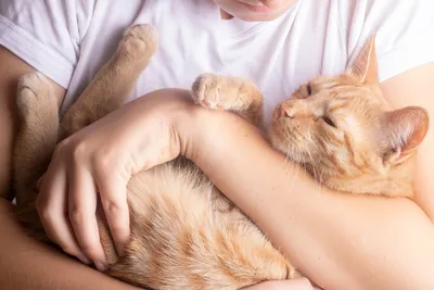 День рыжих котов с голубыми глазами - 17 августа! А также День любимого  дивана! День поцелуев с закрытыми глазами! 🐅🛋️😚 Идеальные праздники. Дл…  | Animals, Cats