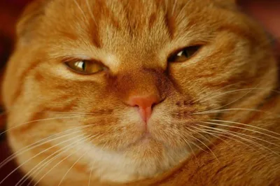 котенок британский рыжий Stock Photo | Adobe Stock