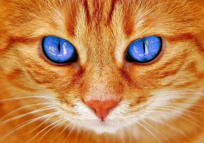 Светло рыжий котенок - 72 фото