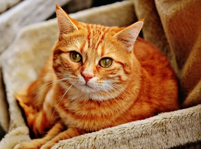 Картинки рыжих котов - 66 фото