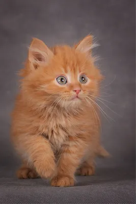 Союз рыжих: топ пород рыжих кошек | Часть 2 - Питомцы Mail.ru