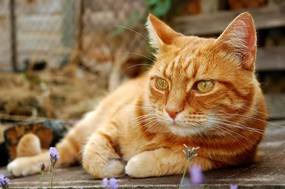 Маленький рыжий котенок. Stock Photo | Adobe Stock