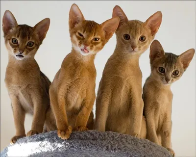 Отдадим рыжих котят: Бесплатно - Кошки Петропавловск на Olx