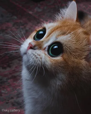 Картинка кошка котик с большими глазами животное 1920x1080