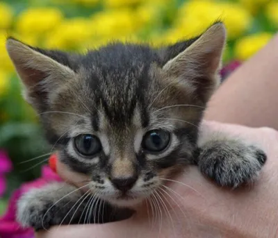 Мягкая игрушка Кот (Котик) с большими глазами, 65 см, серый - купить с  доставкой по выгодным ценам в интернет-магазине OZON (1293748098)