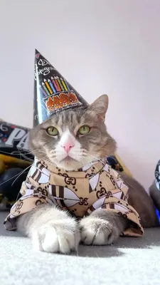 Котенок с днем рождения картинки красивые - 77 фото