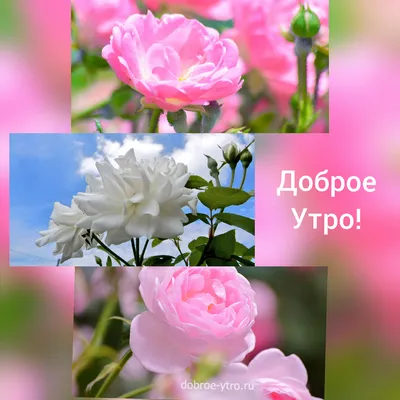 Pin by Татьяна Павлова on Доброе утро | Good morning flowers, Morning  flowers, Flowers