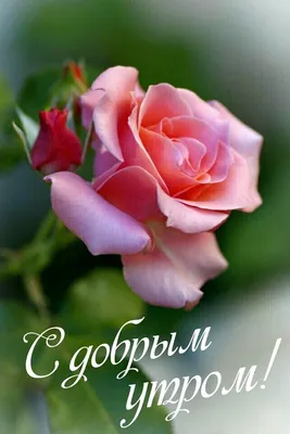 Розово-золотые розы в сердце от 41 шт. за 10 790 руб. | Бесплатная доставка  цветов по Москве