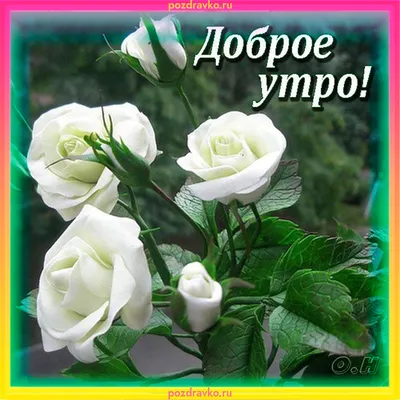 Гифки \"Доброе утро!\" с цветами и букетами (57 шт.)