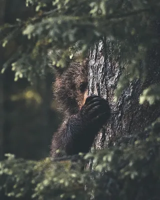 Картинки с медведем в кустах обои