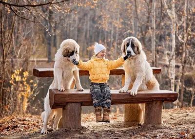 Фотосъемка людей с собаками » PhotoCasa - Фотокаталог России. Журнал о  фотографии PhotoCASA. Официальный сайт.