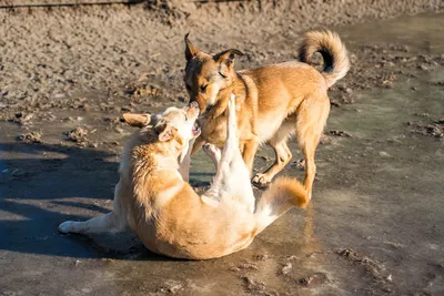 Психологи выяснили, чем полезен просмотр фото с милыми собаками - Газета.Ru  | Новости