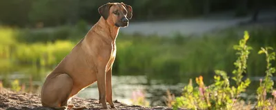 Уход за большой собакой, особенности ухода за крупными собаками