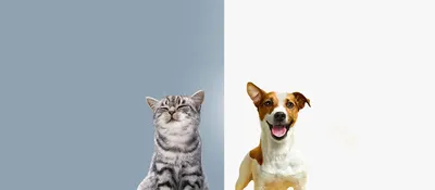 Открытка с собаками различного Breeds-5 Иллюстрация вектора - иллюстрации  насчитывающей ветерки, открытка: 109818373