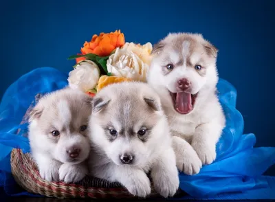 Фотосессия с собаками из приюта \"Скажи “Чииииз!”\" - Агентство социальной  информации