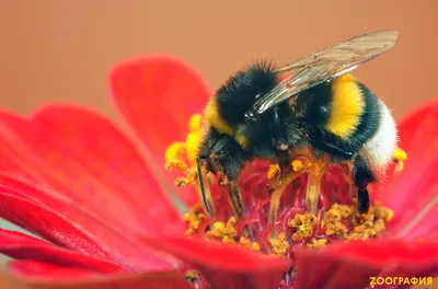 Лето, насекомые, настоящие пчелы, шмель, полет, полет шмеля, макро,  растения, флора, фауна, цветок, цветение, пыльца Stock Photo | Adobe Stock