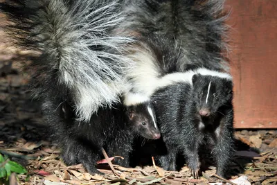Skunk: Striped perfumer | Interesting facts about skunk - YouTube