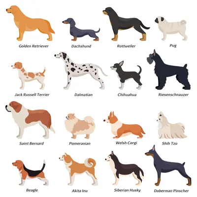 Картинки собак и их породы обои