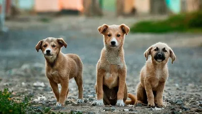 Чем отличается корм для щенков и взрослых собак | Royal Canin UA