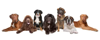 Вакцинация собак и щенков на дому в Санкт-Петербурге и ЛО | Вызов  ветеринара для вакцинации собак 300₽