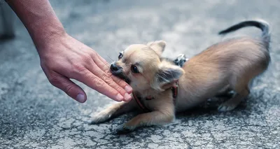Щенячьи хроники: как щенки превращаются во взрослых собак | Hill's Pet