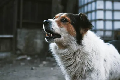 11 популярных заблуждений о собаках, в которые не стоит верить - Лайфхакер