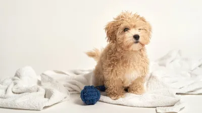 Питомниковый кашель у собак: симптомы и лечение | Royal Canin UA