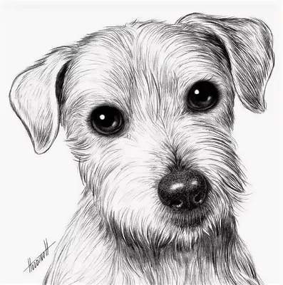 Картинки собак нарисованные карандашом обои